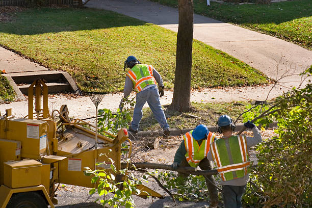 Commerce, CA Tree Removal and Landscaping Services Company